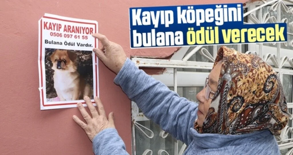 Samsun'da Kayıp Köpeğini Bulana Ödül Verecek