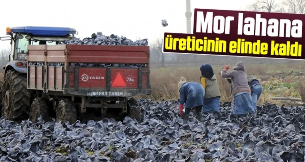 Samsun'da Mor Lahana Üreticinin Elinde Kaldı