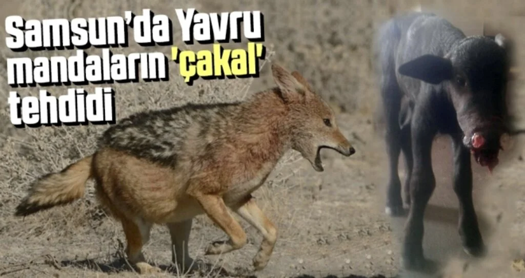 Samsun'da Yavru Mandaların 'Çakal' Tehdidi