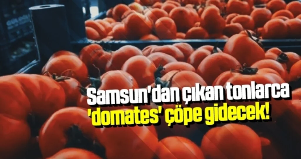 Samsun'dan Çıkan Tonlarca 'Dometes' Çöpe Gidecek!