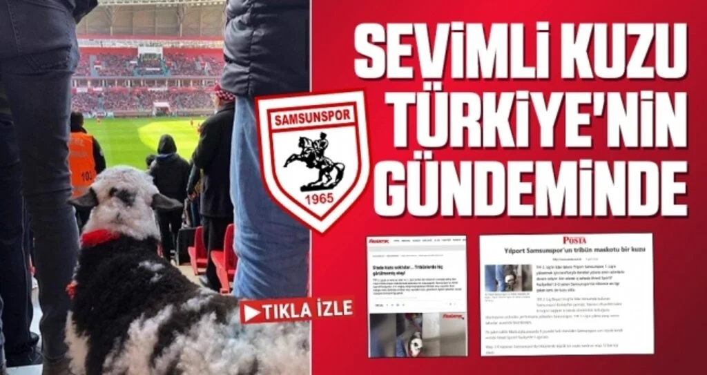 Samsunspor Haberleri | Sevimli Kuzu Türkiye'nin Gündeminde
