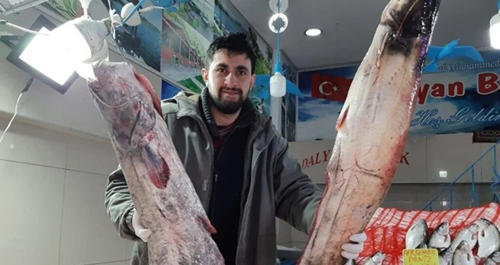 65 kilogramlık yayın balığı yakaladı