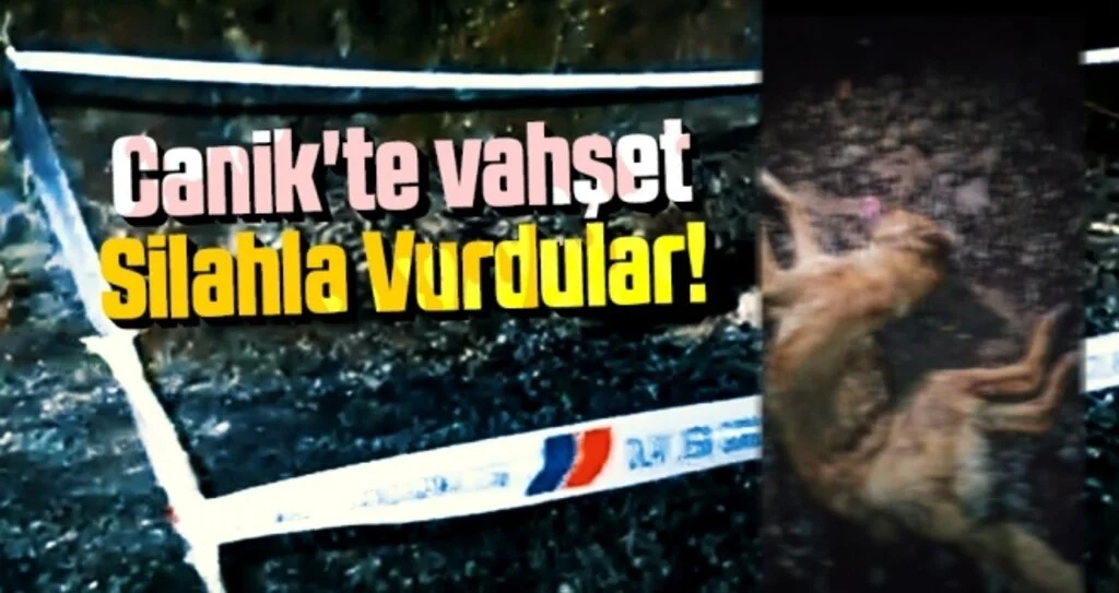 Canik'te vahşet Silahla Vurdular
