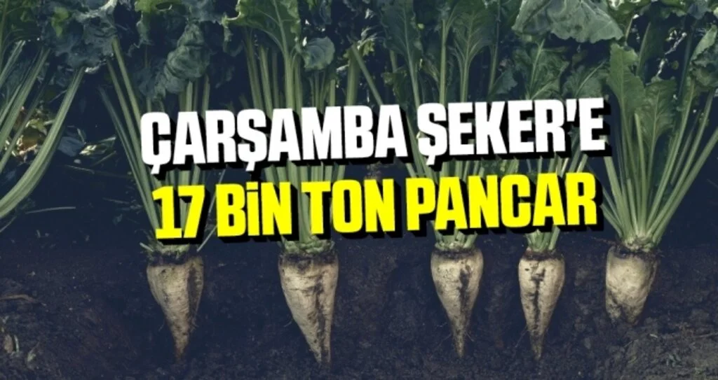 Çarşamba Şeker'e 17 bin ton pancar