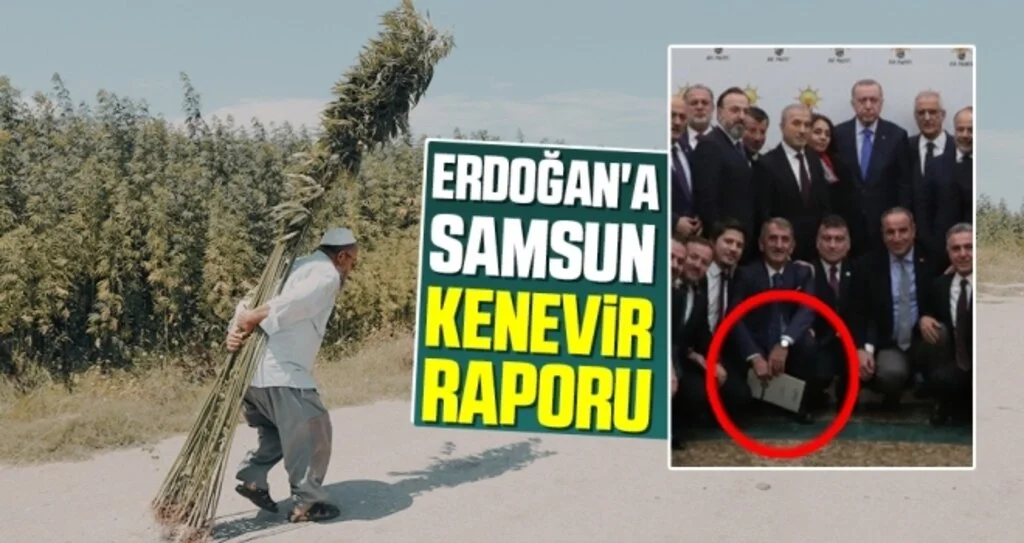 Erdoğan'a Samsun Kenevir Raporu