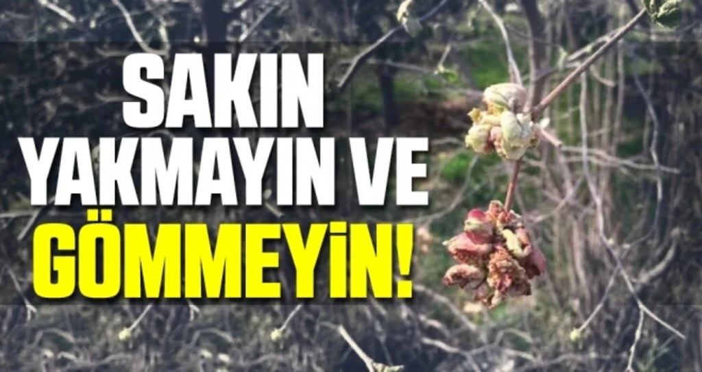 'Fındık zararlısı kozalak akarları yakılmamalıdır'