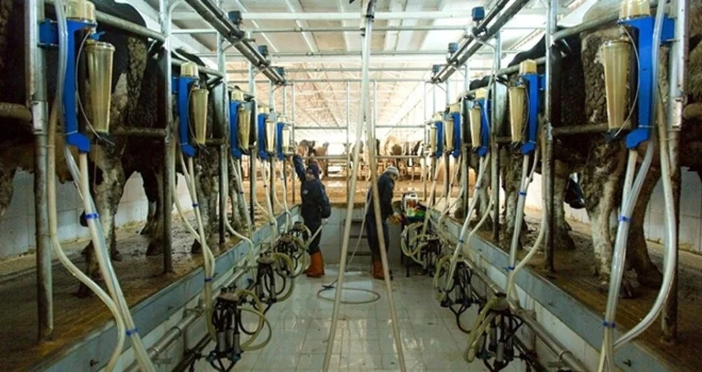 Günlük 60 Ton Çiğ Süt Toplandı