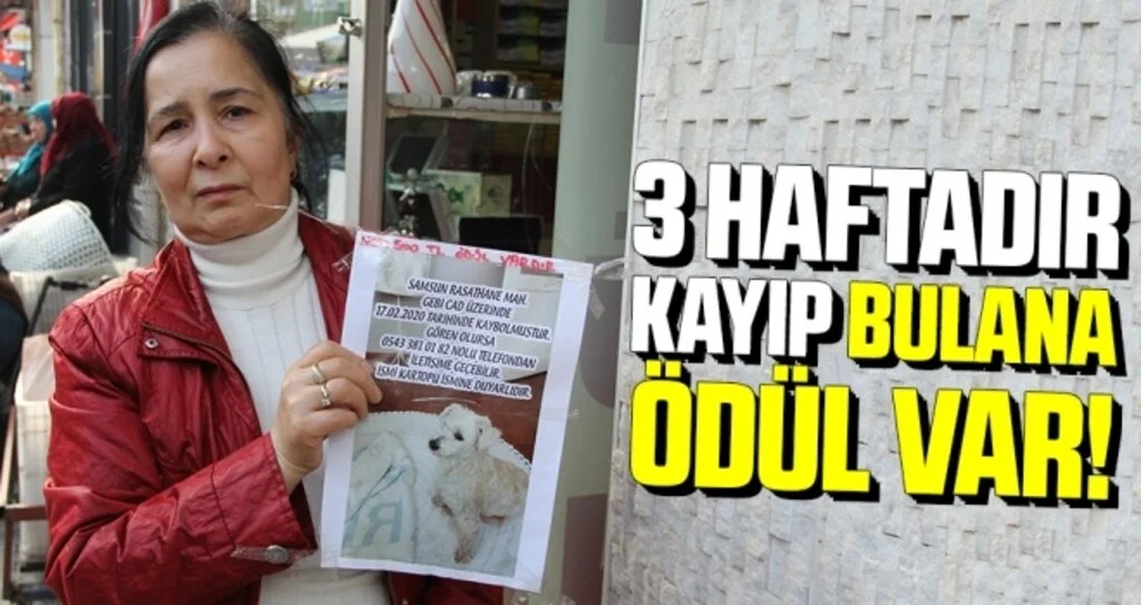 Samsun'da 10 Yıldır Baktığı Köpeği Kayboldu Bulana Ödül Var