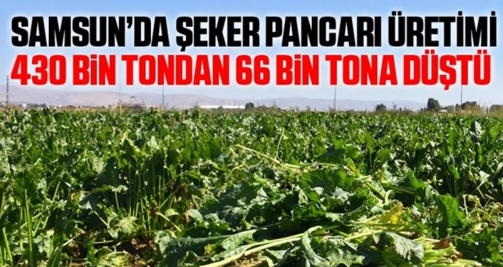 Samsun’da şeker pancarı üretimi 430 bin tondan 66 bin tona düştü
