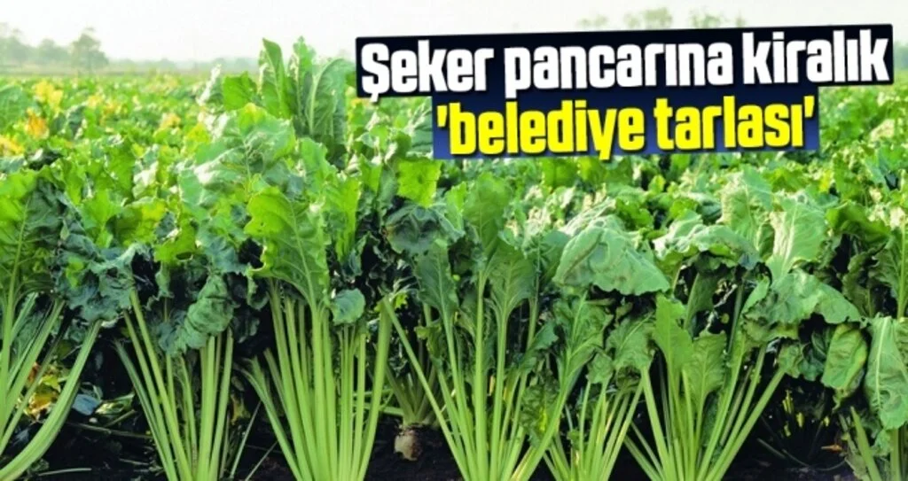 Şeker Pancarına Kiralık 'Belediye Tarlası'