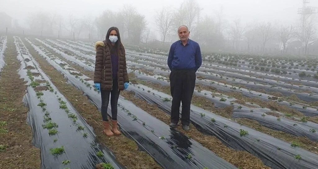 Alaçam’da çilek yetiştiriciliği teşvik ediliyor