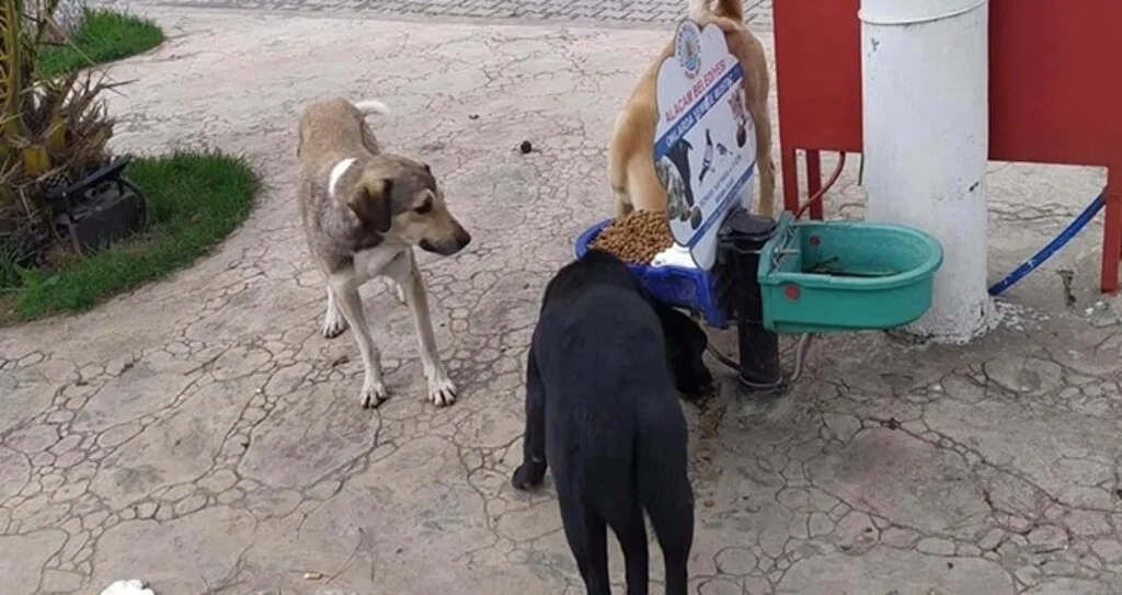 Alaçam'da Sokak Hayvanları Unutulmadı