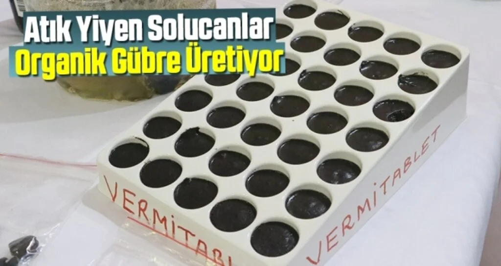 Atık Yiyen Solucanlar Organik Gübre Üretiyor