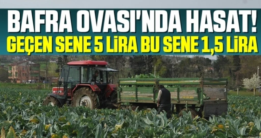 Bafra Ovası'nda Hasat! Geçen Sene 5 Lira Bu Sene 1,5 Lira