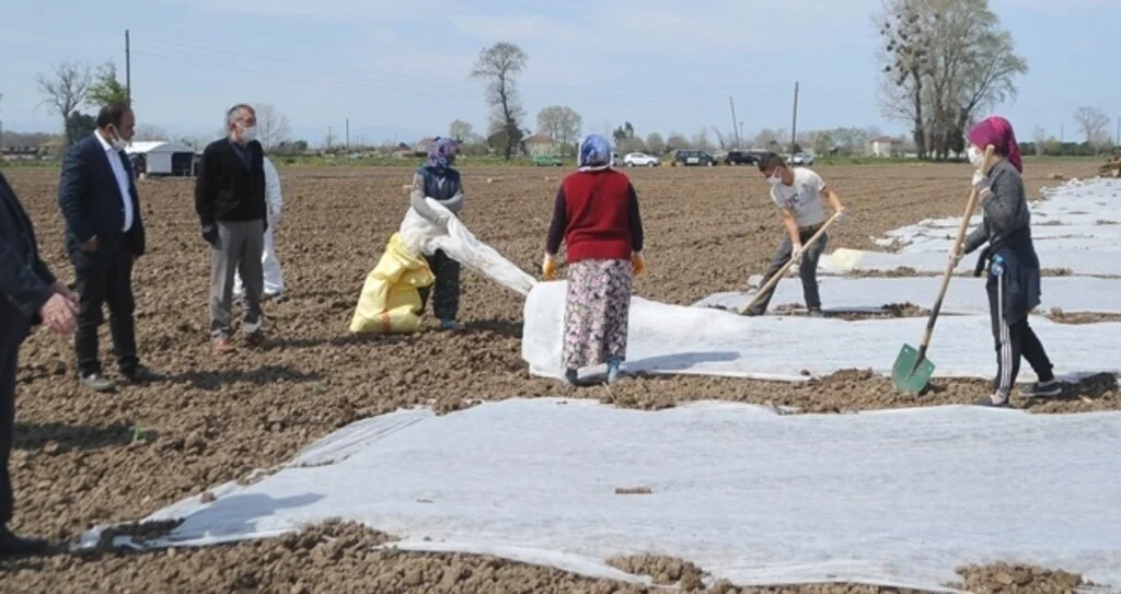 Bafra Ovası'nda karpuz fideleri toprakla buluştu