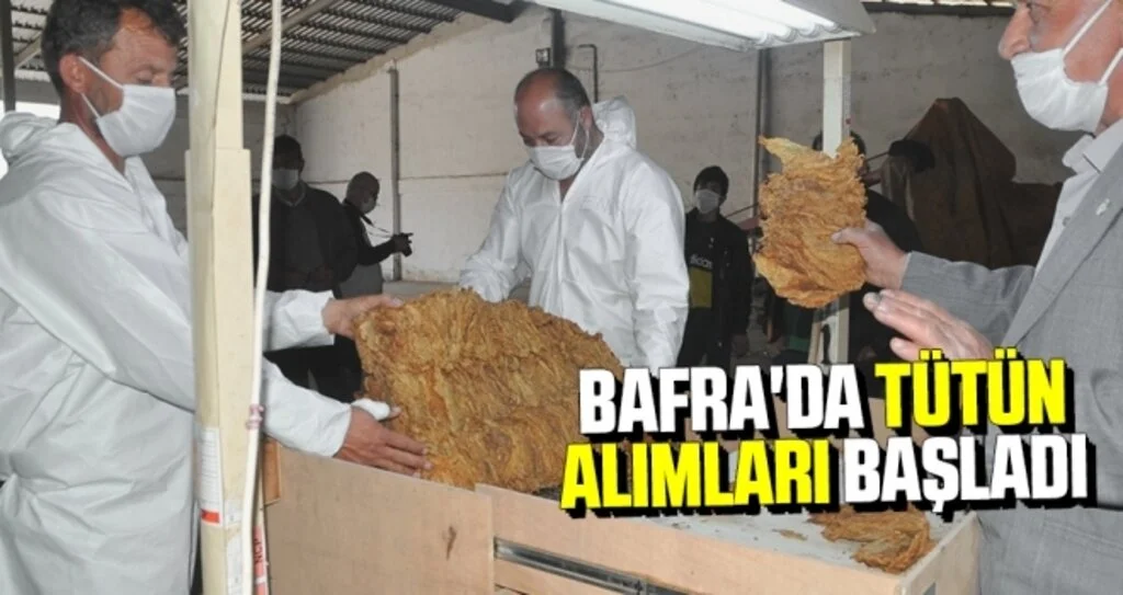 Bafra'da Tütün Alımları Başladı!