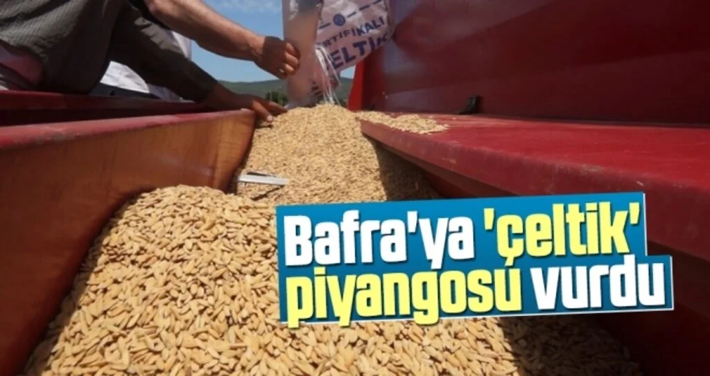 Bafra'ya 'çeltik' piyangosu vurdu