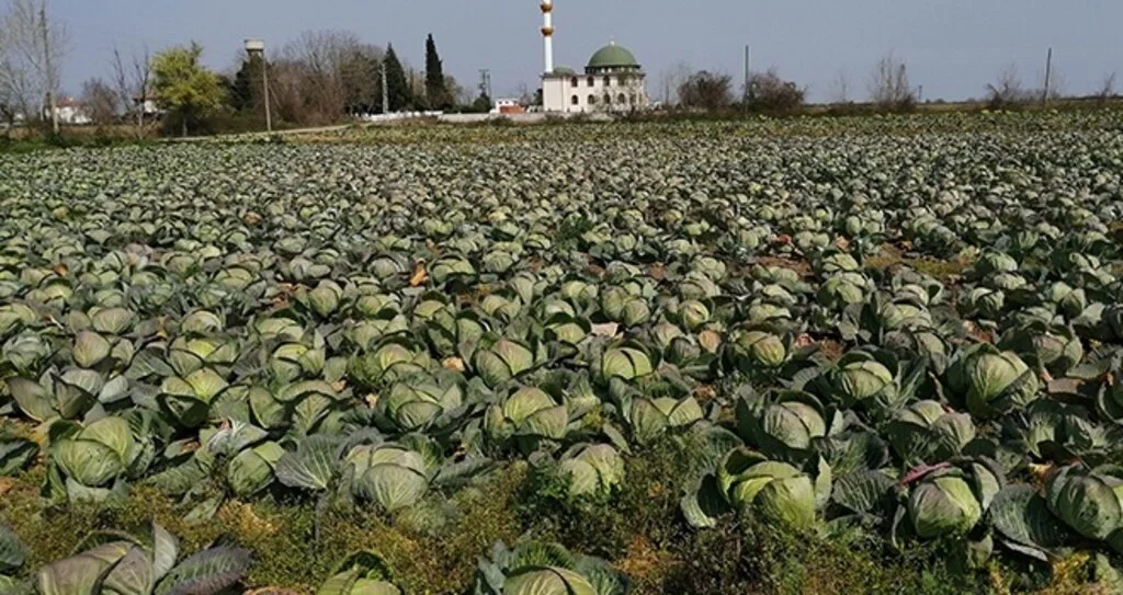 Beyaz lahana tarlada hasat bekliyor