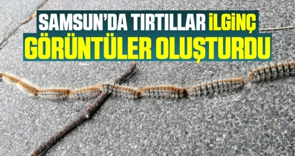 Çam Kese Tırtılları İlginç Görüntüler Oluşturdu