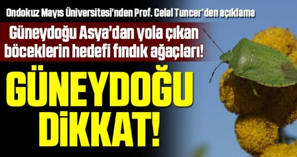 Günaydoğu Asya'dan Yola Çıkan Böceklerin Hedefi Fındık Ağaçları!