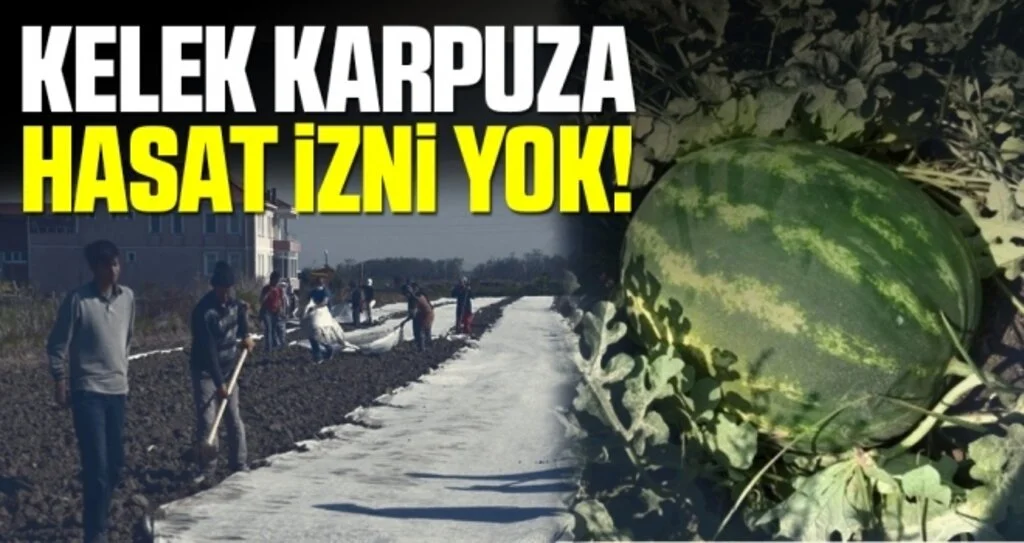 Kelek Karpuza Hasat İzni Yok