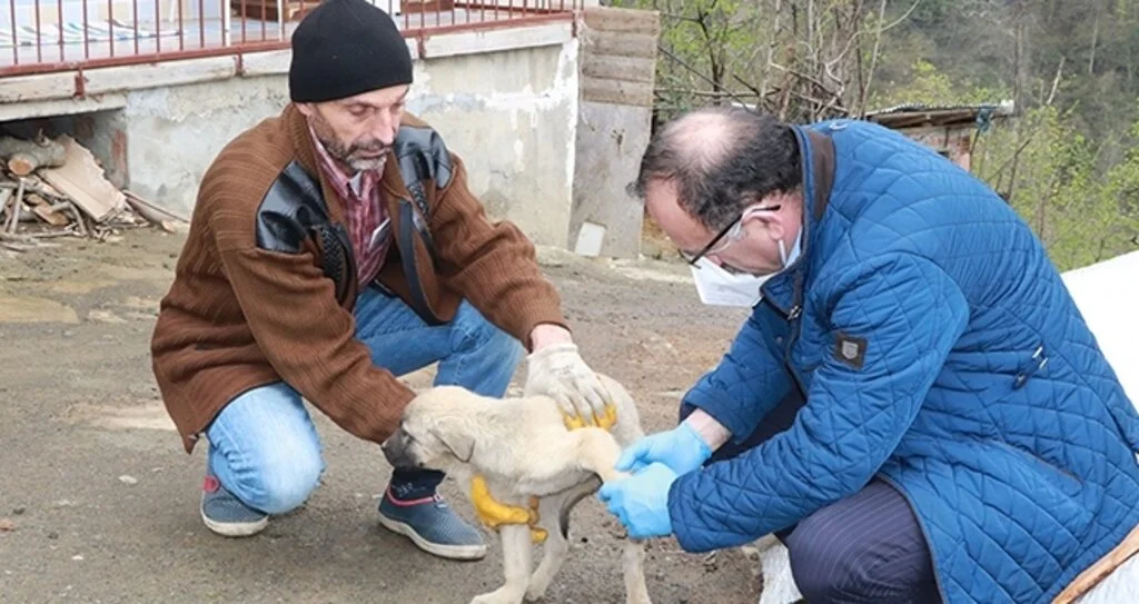 'Köpeğim yaralı' dedi veteriner ayağına geldi