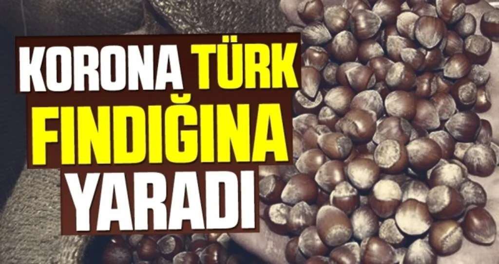 Korona Türk Fındığına Yaradı