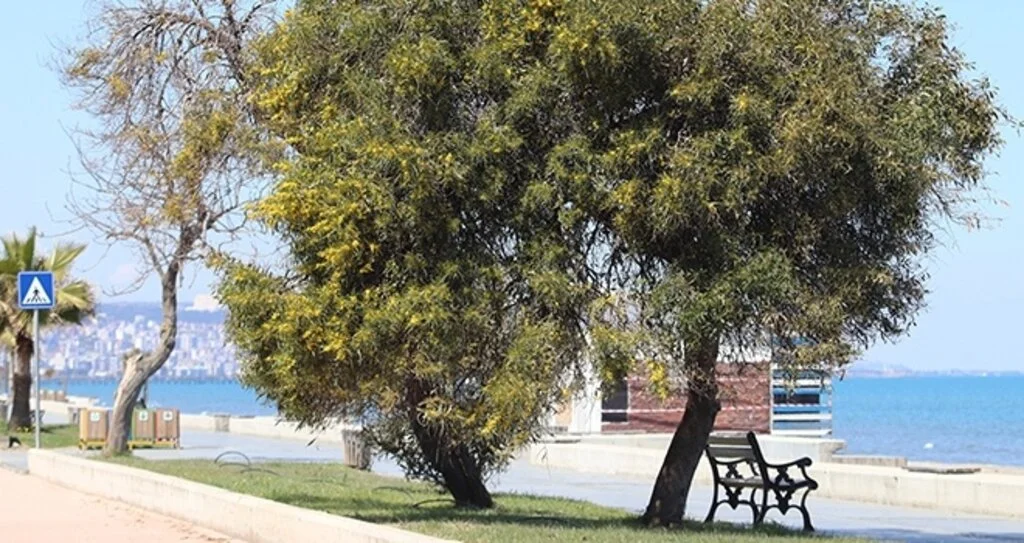 Korona virüs nedeniyle boşalan Atakum sahilinde mimoza güzelliği