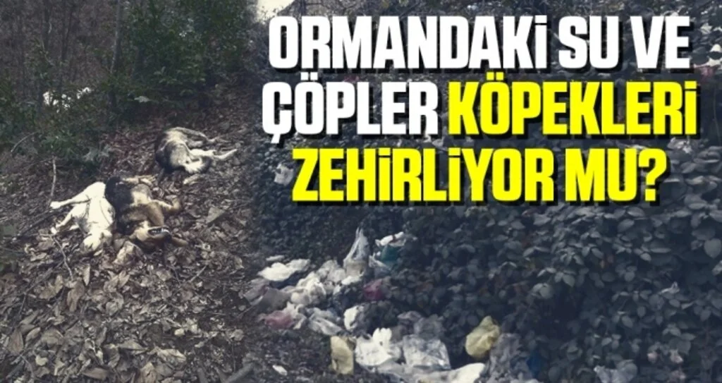 Ormandaki su ve çöpler köpekleri zehirliyor mu?
