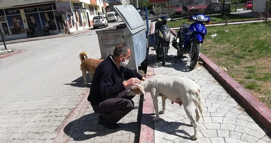 Özel izinle sokak hayvanlarını besliyorlar