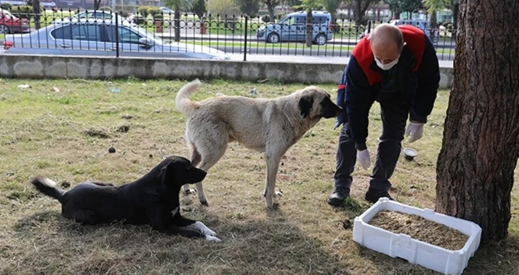 Samsun'da Can dostlara mama dağıttılar