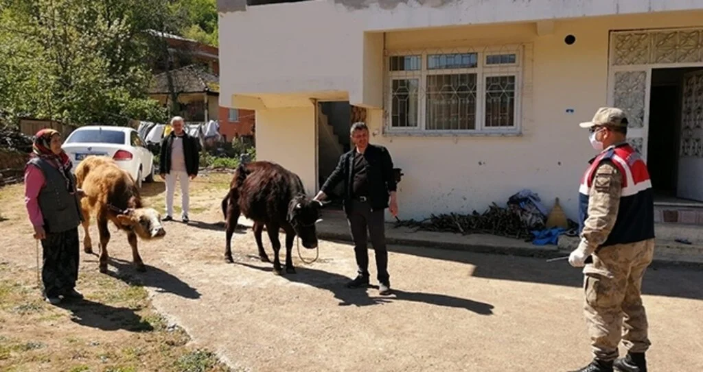 Samsun'da Kayıp Hayvanlar Bulundu