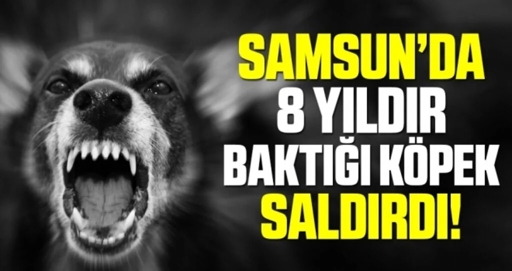 Samsun'da Köpek, Sahibini Hastanelik Etti