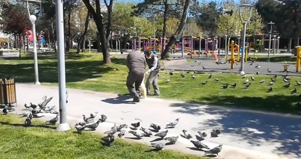 Sokağa çıkma kısıtlamasında sokak hayvanları ve kuşlar unutulmadı