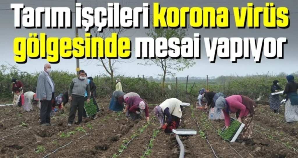 Tarım İşçileri Korona Virüs Gölgesinde Mesai Yapıyor