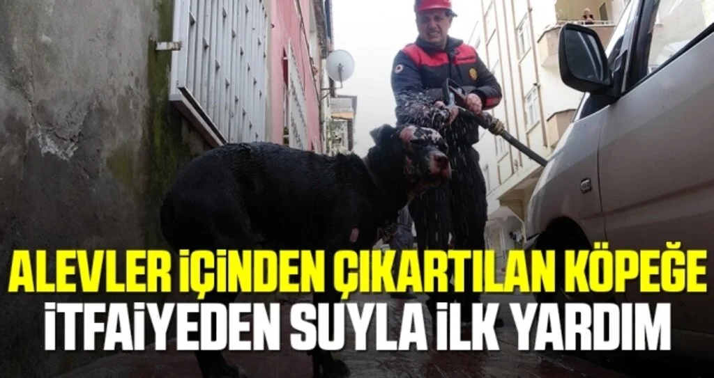 Yangında alevler içinden çıkartılan köpeğe itfaiyeden suyla ilk yardım