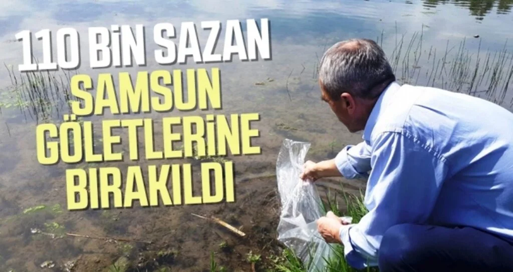 110 Bin Sazan Samsun Göletlerine Bırakıldı