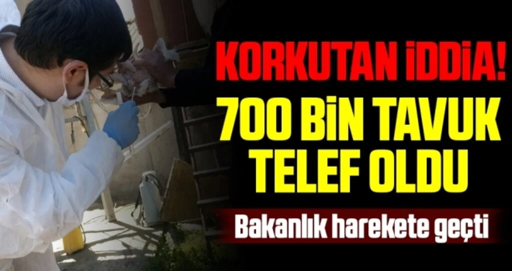 700 Bin Tavuk Telef Oldu! Korkutan İddia
