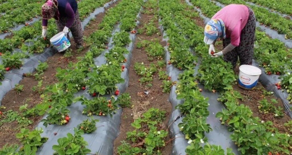 Bafra Ovası'nda Çilek Hasadı Başladı