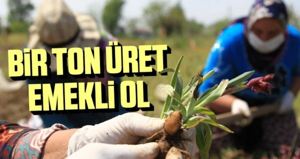 'Bir ton salep üret, emekli ol'