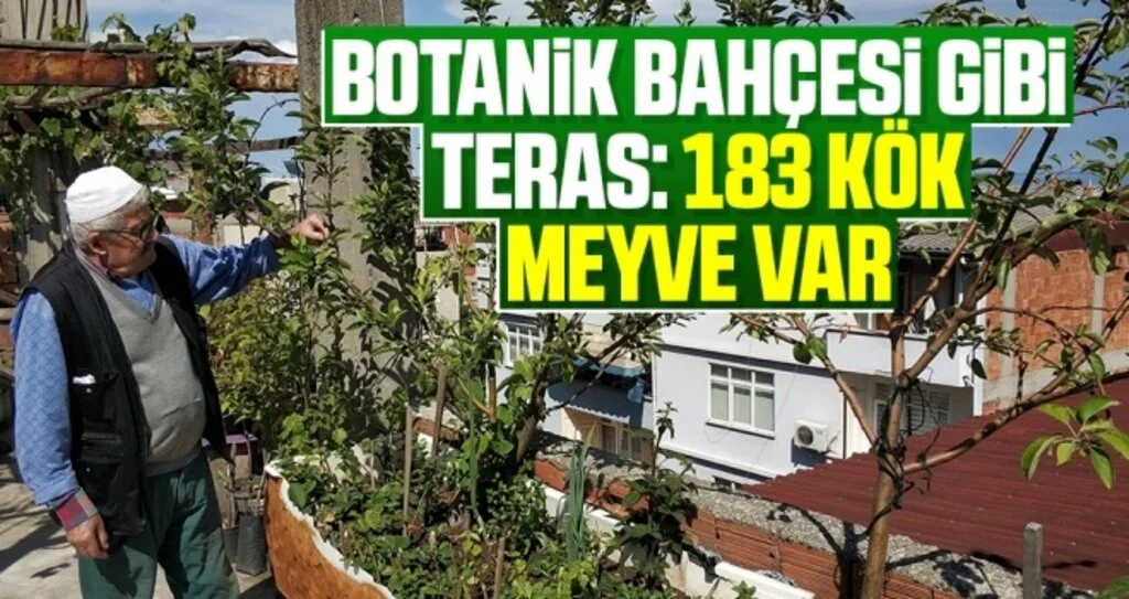 Botanik bahçesi gibi teras: 183 kök meyve var