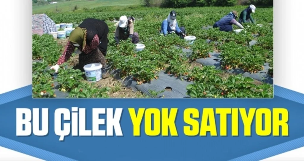 Bu Çilek Yok Satıyor