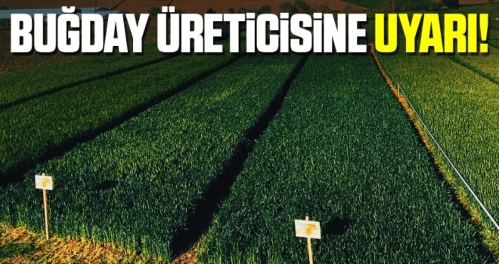 Buğday Üreticisine 'İlaçlama' Uyarısı