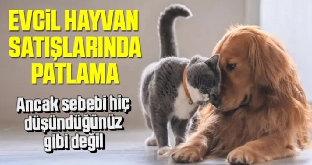 Evcil hayvan satışları sokağa çıkma yasakları sonrası patladı ancak işin içinde çıkar var