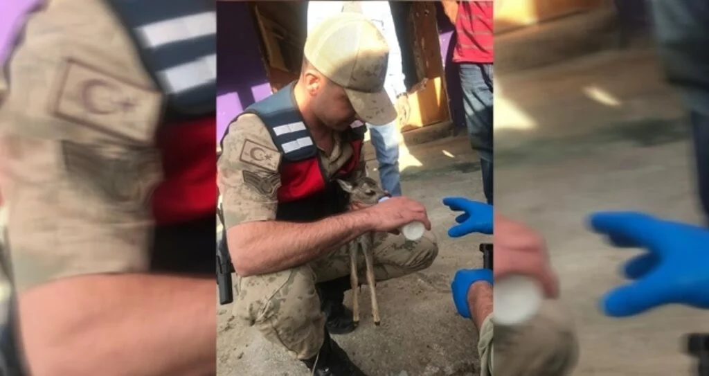 Karaca yavrularına jandarma şefkati