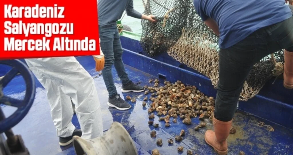 Karadeniz Salyangozu Mercek Altında