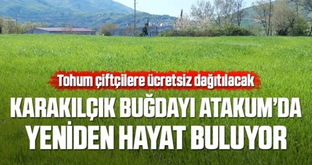 Karakılçık buğdayı Atakum’da yeniden hayat buluyor