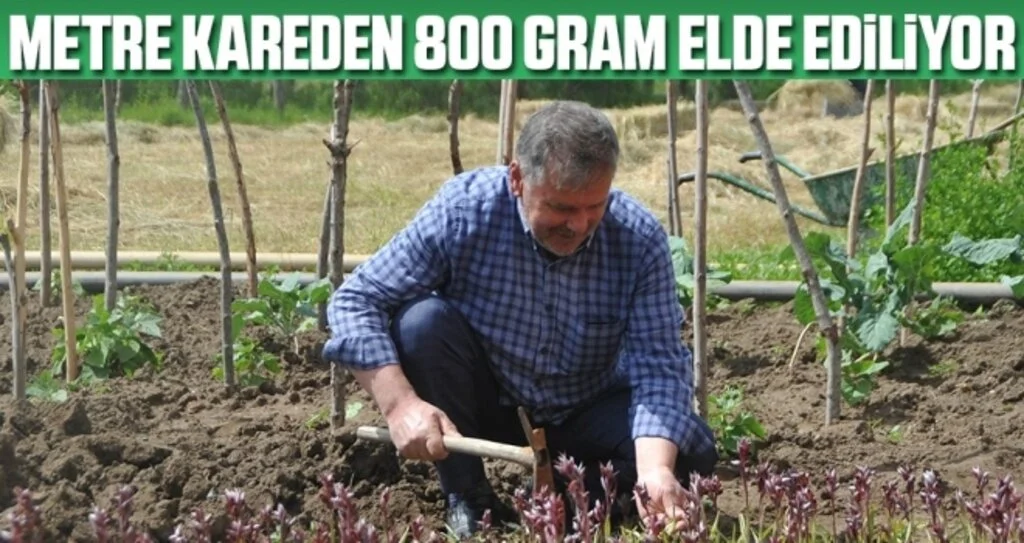 Metre Kareden 800 Gram Elde Ediliyor! Salep Çiftçinin Yüzünü Güldürdü