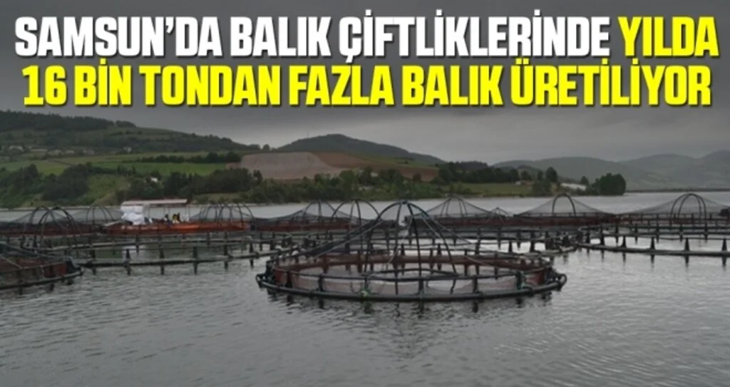 Samsun’da balık çiftliklerinde yılda 16 bin tondan fazla balık üretiliyor