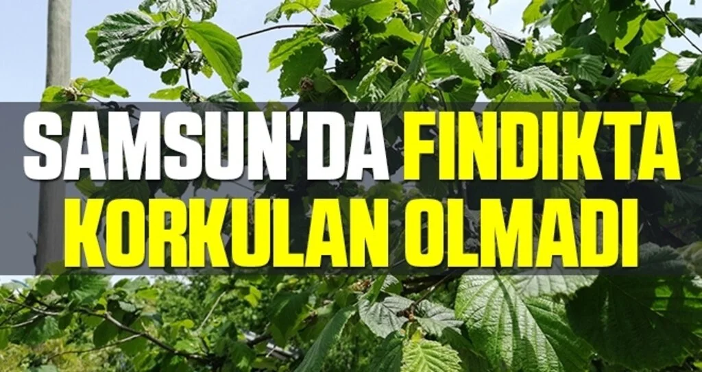 Samsun'da Fındıkta korkulan olmadı